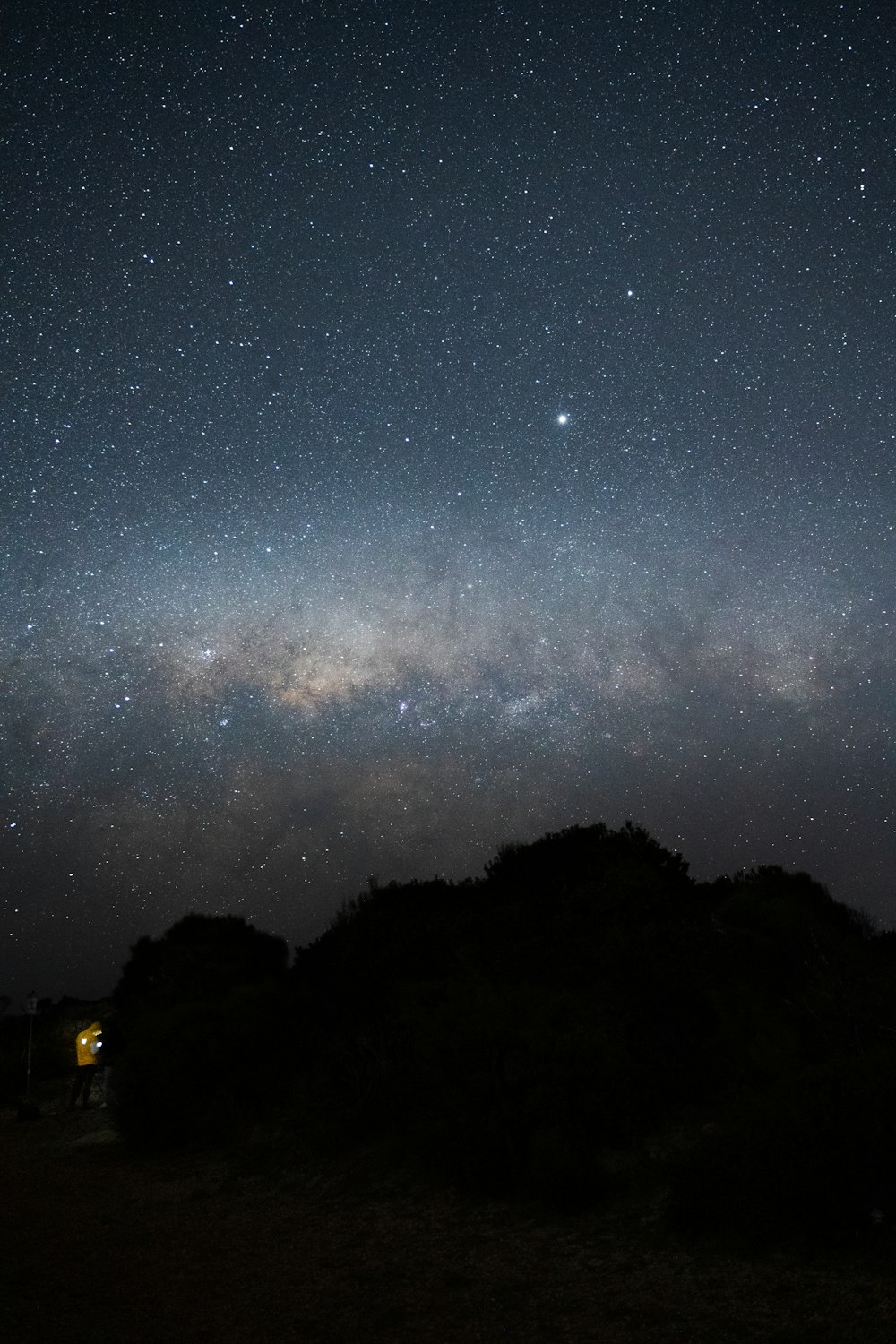 silhouette of trees under starry night