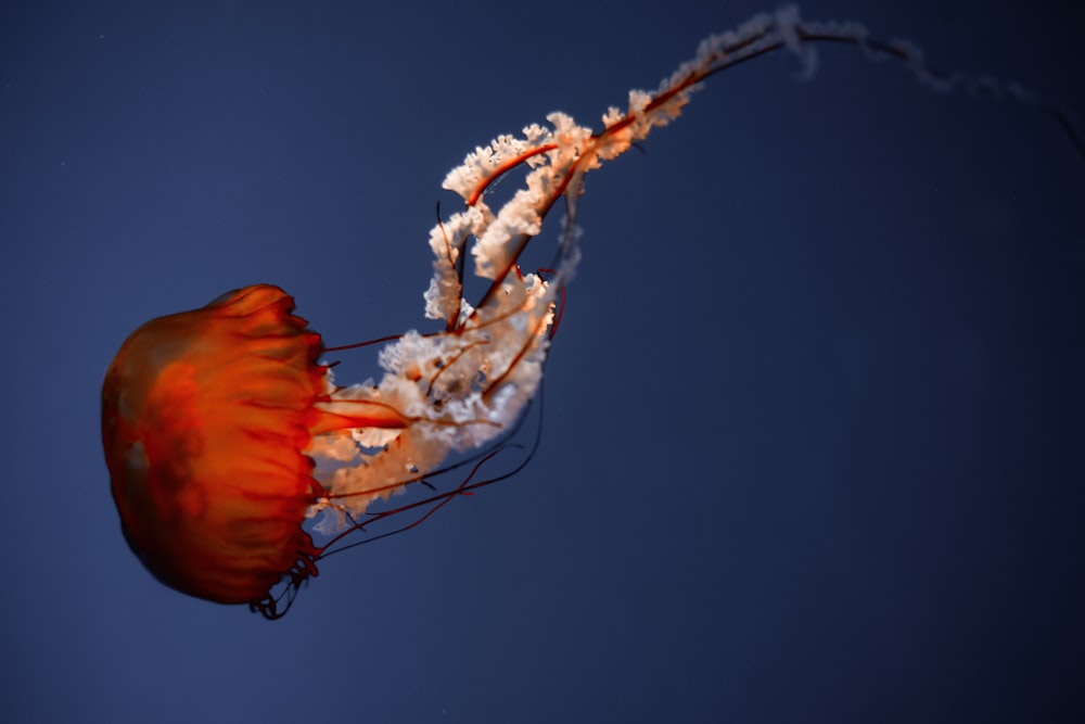 orange and white jellyfish in blue water