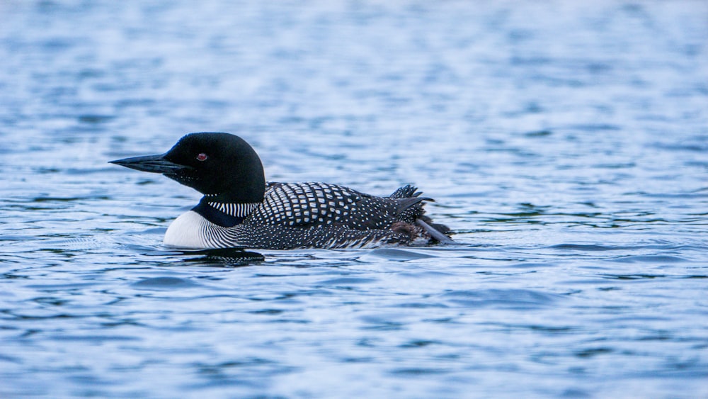 black and white duck on water during daytime