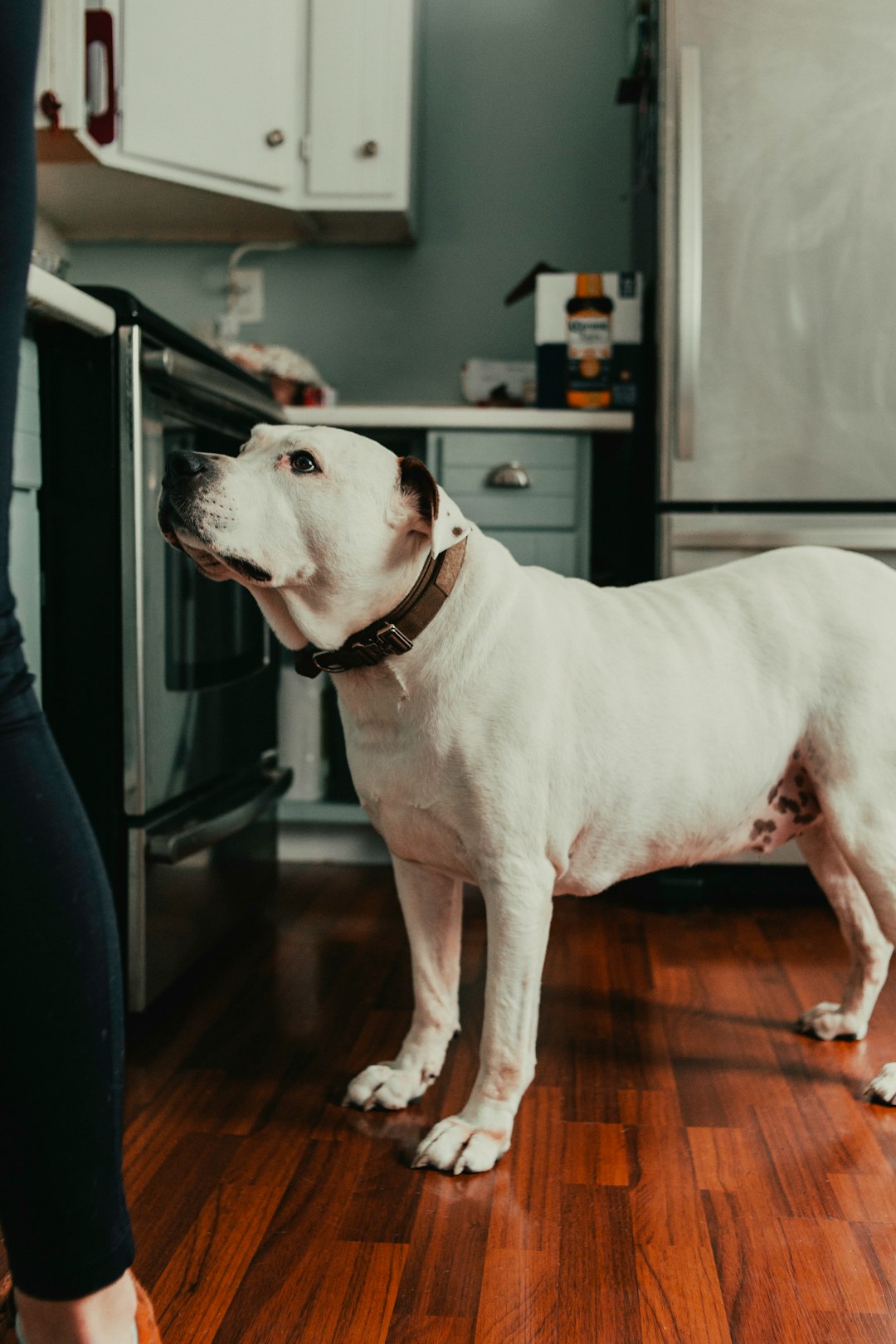 white short coated dog on brown wooden floor