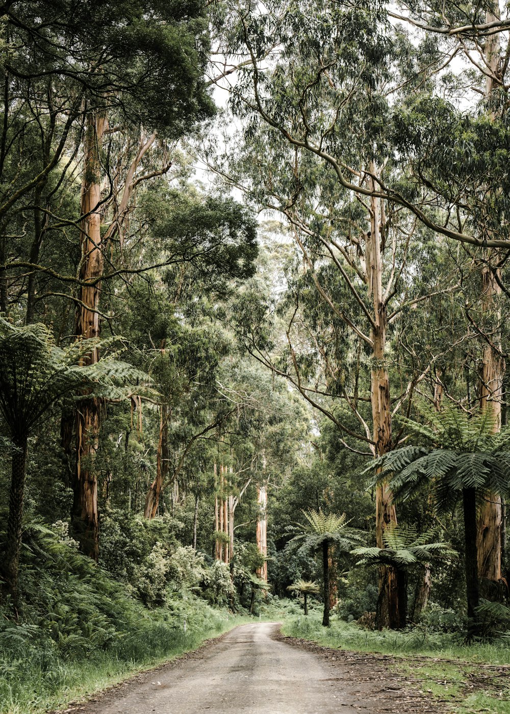 green and brown trees during daytime