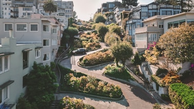green trees near white houses in the bay area