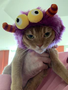 A smiling pet parent holding their cat dressed in a vibrant handmade outfit.