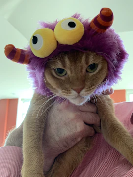 A smiling pet parent holding their cat dressed in a vibrant handmade outfit.