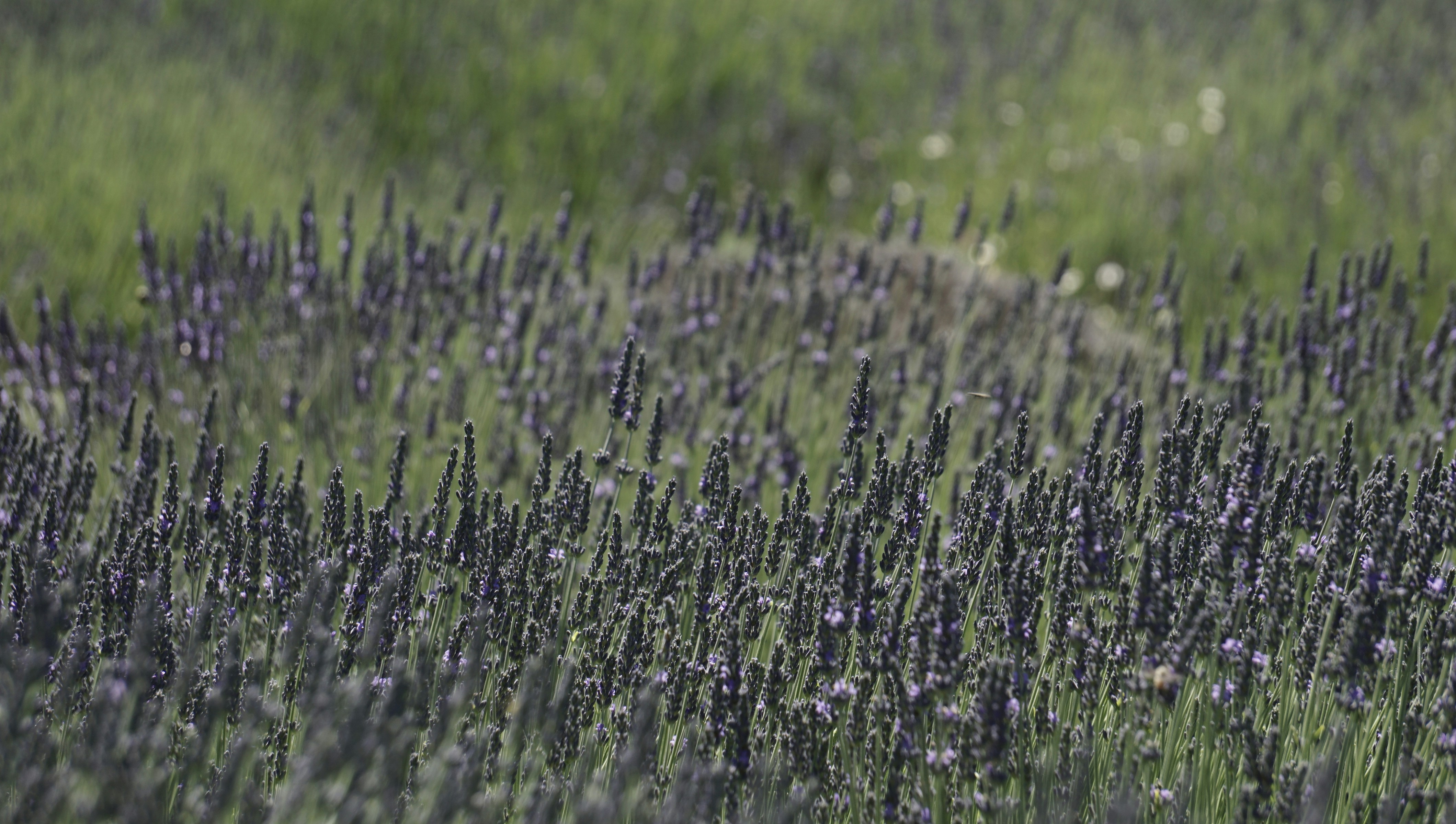 lila Blumenfeld tagsüber