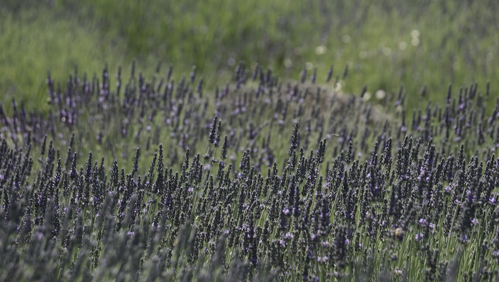 purple flower field during daytime