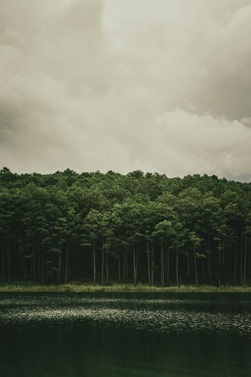 arbres verts sous des nuages blancs pendant la journée