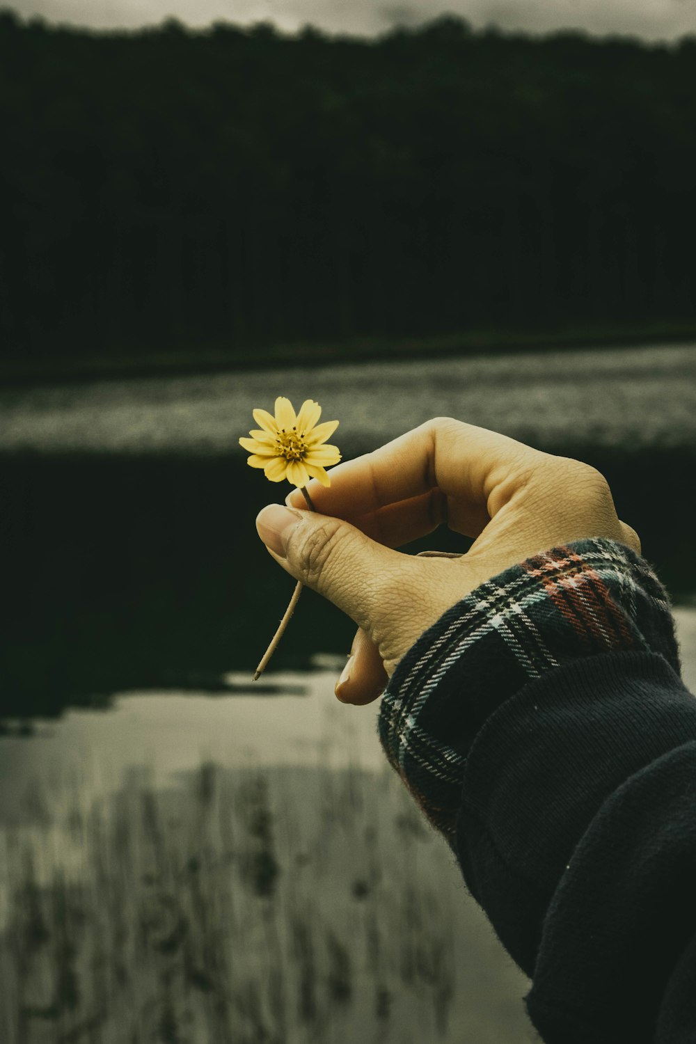 personne tenant une fleur jaune pendant la journée
