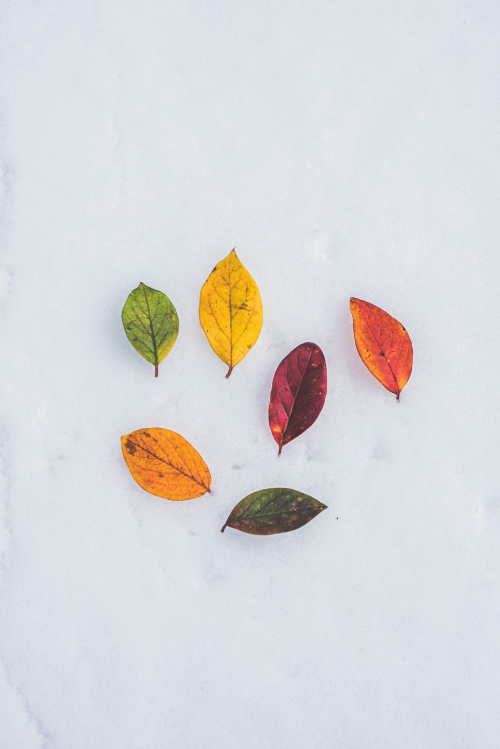 green yellow and orange leaves on white surface