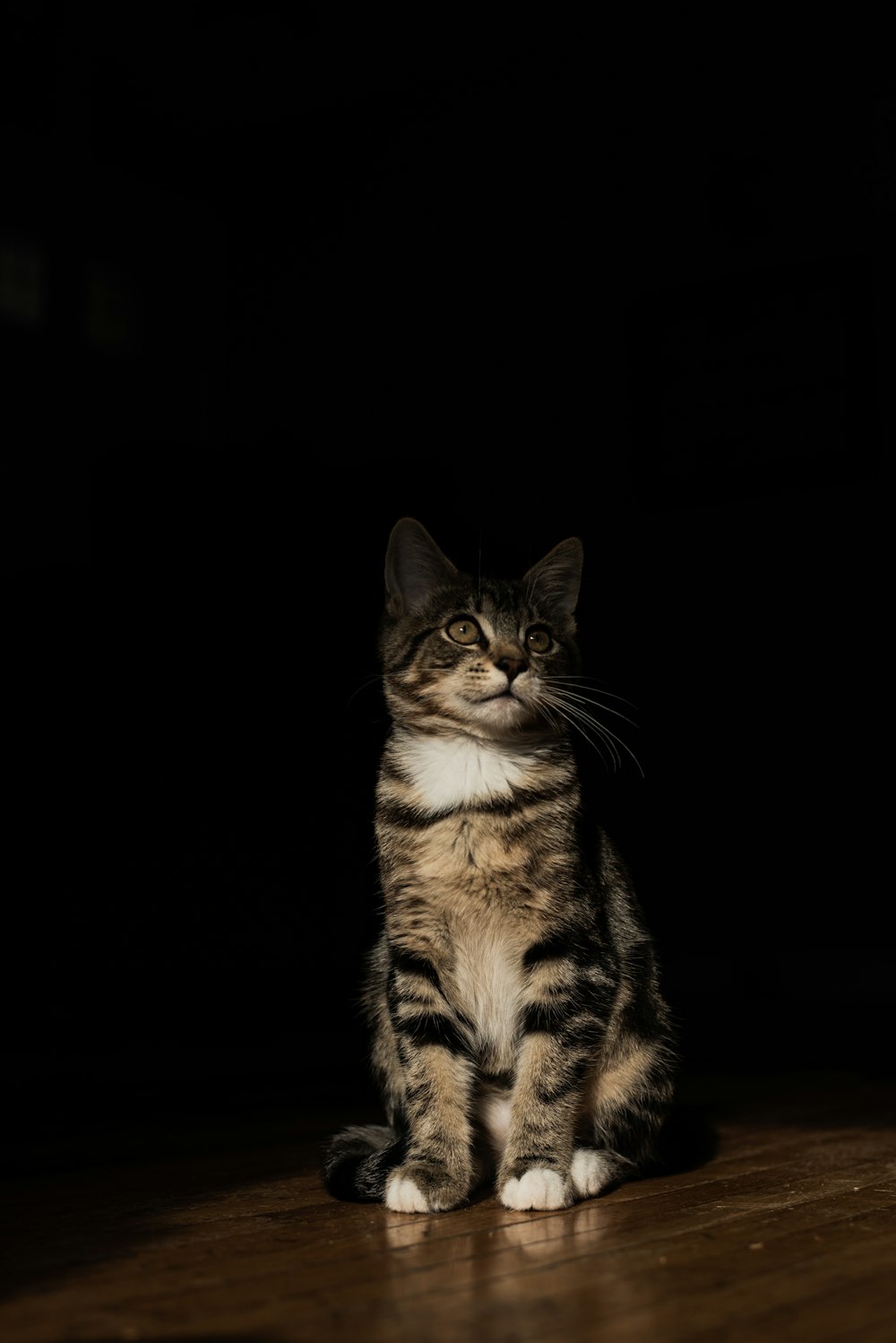 brown tabby cat in black background