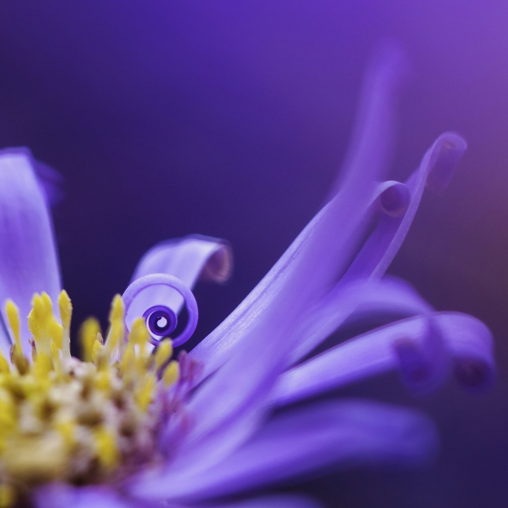 purple and yellow flower in macro lens
