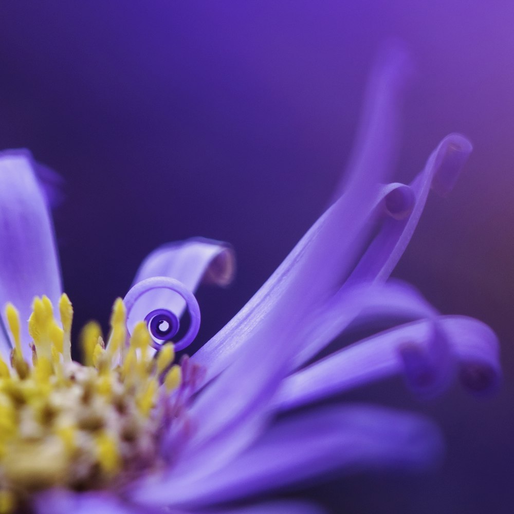 fleur violette et jaune dans l’objectif macro