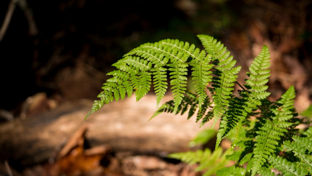 green fern plant on brown rock