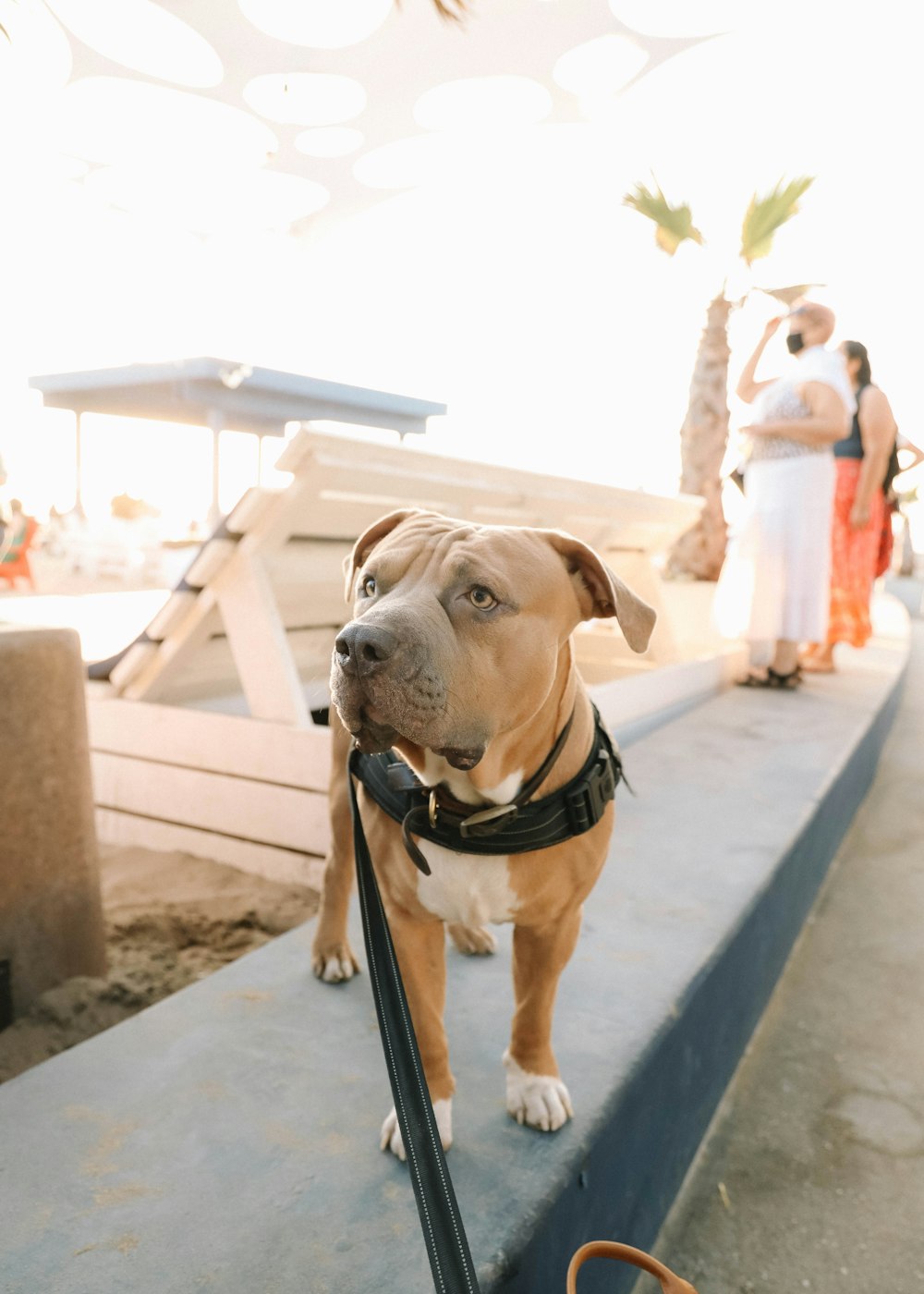 brown and white american pitbull terrier mix