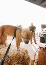 A large brown dog with a 'Service Dog' harness is standing on top of hay bales. The scene is set in a bright environment with people in the background, some equipment visible, and a bag in the foreground. Sunlight is streaming in, creating a warm glow.