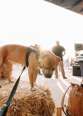 A large brown dog with a 'Service Dog' harness is standing on top of hay bales. The scene is set in a bright environment with people in the background, some equipment visible, and a bag in the foreground. Sunlight is streaming in, creating a warm glow.