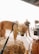 A large brown dog with a 'Service Dog' harness is standing on top of hay bales. The scene is set in a bright environment with people in the background, some equipment visible, and a bag in the foreground. Sunlight is streaming in, creating a warm glow.