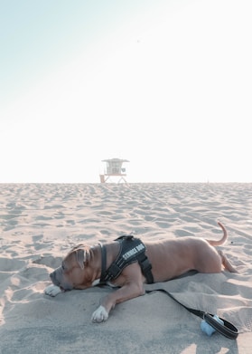 A brown service dog is lying peacefully on a sandy beach, wearing a harness labeled 'Service Dog'. The background features a blurred lifeguard tower under a bright, clear sky.