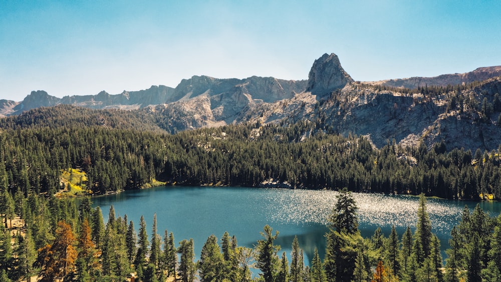 arbres verts près du lac pendant la journée