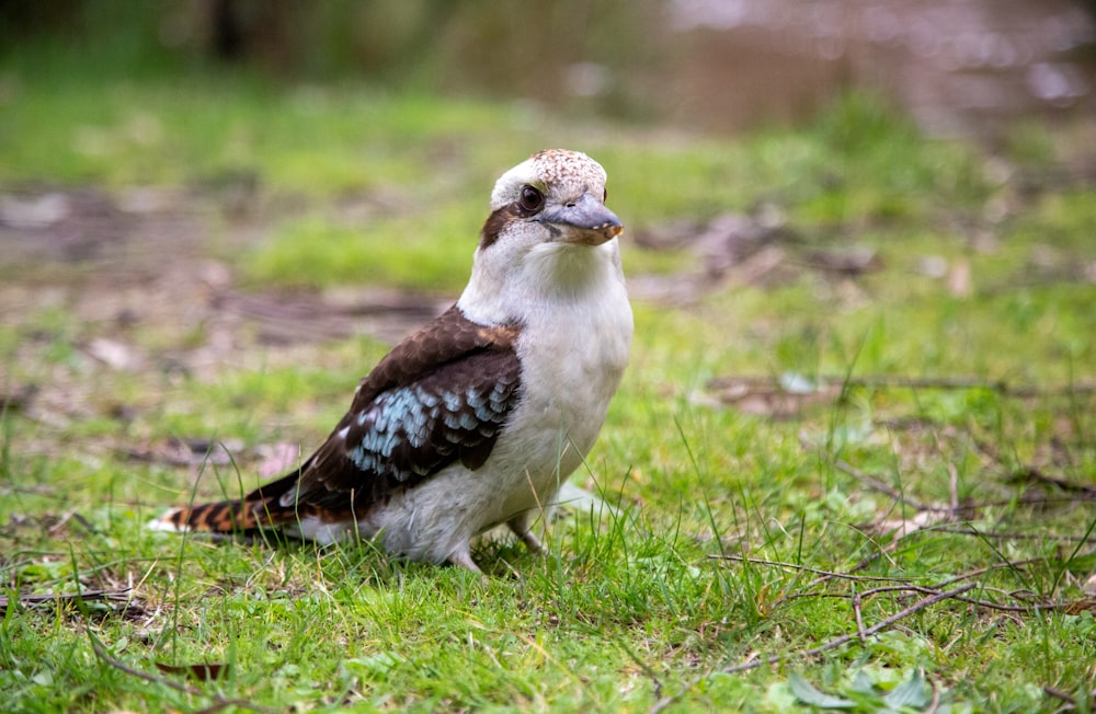 white and black bird on green grass during daytime