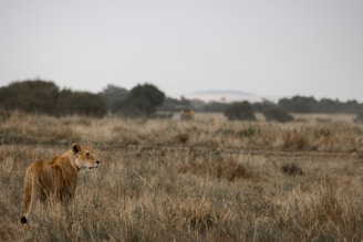 A lioness stands alert in a vast, grassy savannah with scattered shrubs and trees in the background. The landscape is open and appears to be part of a typical African plain, providing a natural habitat for the lioness.