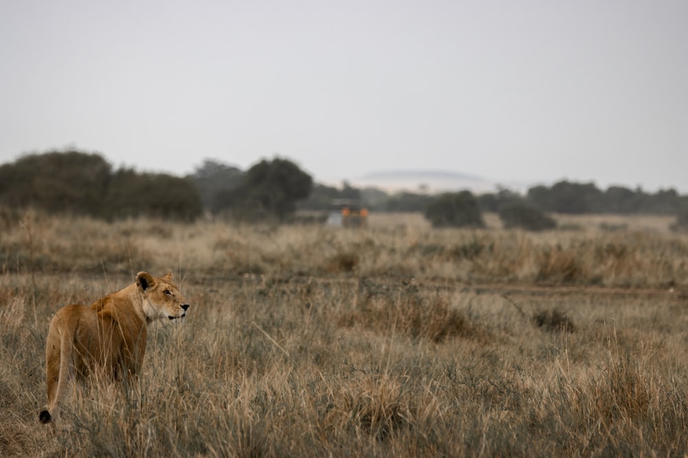 brown lioness on brown grass field during daytime