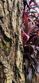 Close-up of textured tree bark contrasted against bright green leaves in Florida’s wilderness.