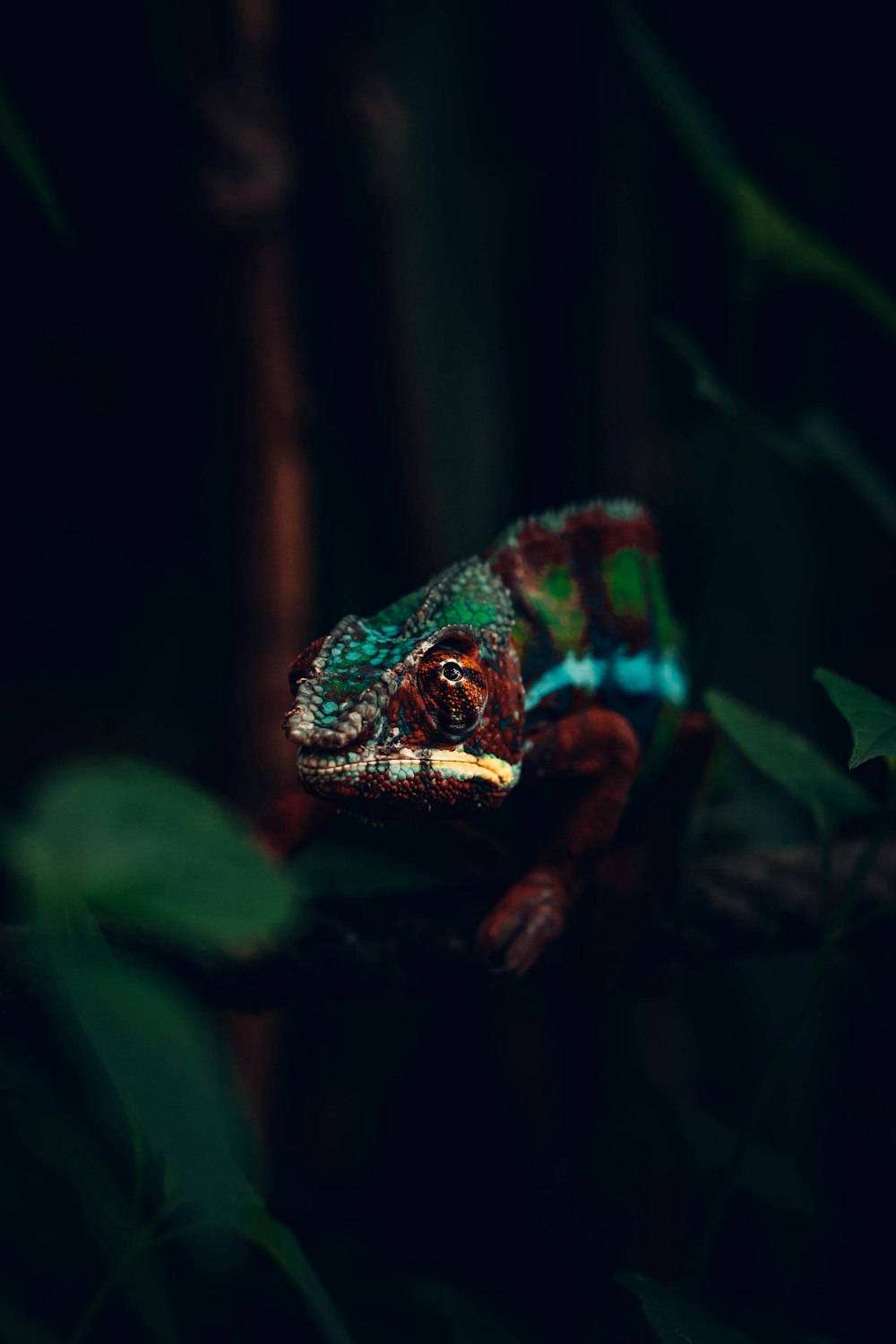 green and brown frog on tree branch