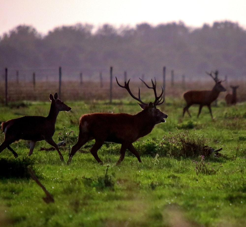 brown deer on green grass field during daytime