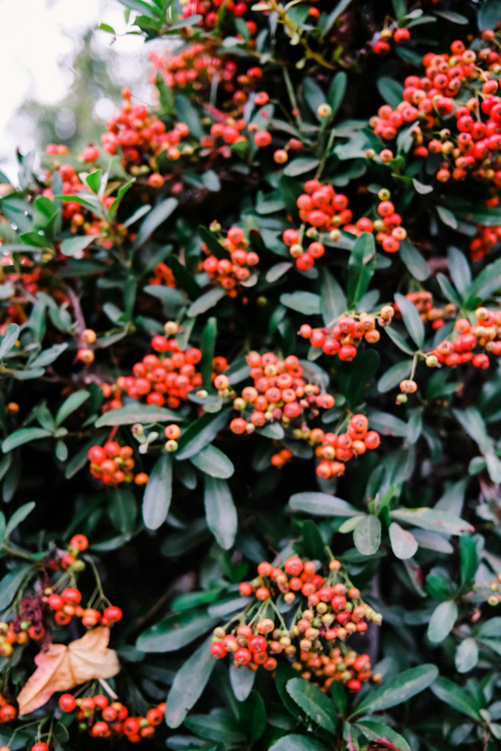 red and white flowers with green leaves