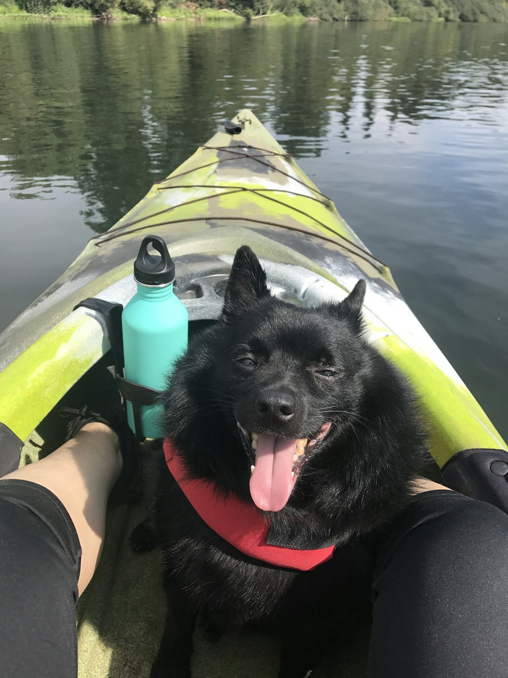 black and white short coat dog on green kayak