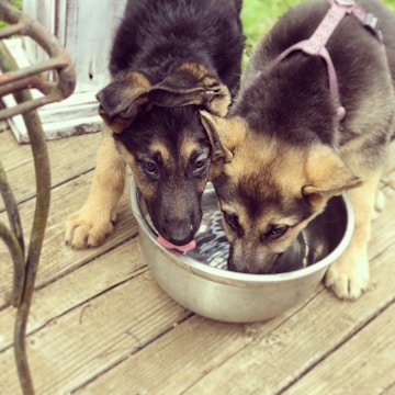 Modern feeding station with clean bowls and fresh water for puppies.