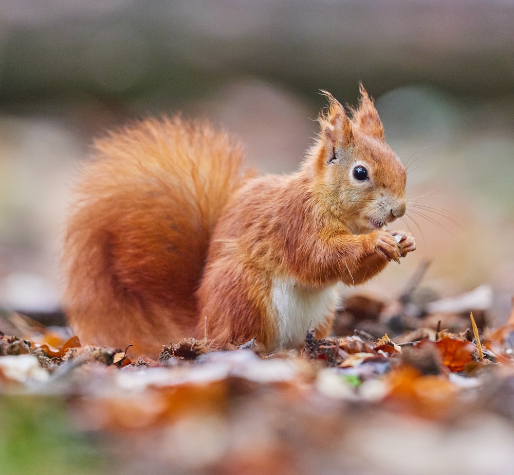 brown squirrel on brown dried leaves