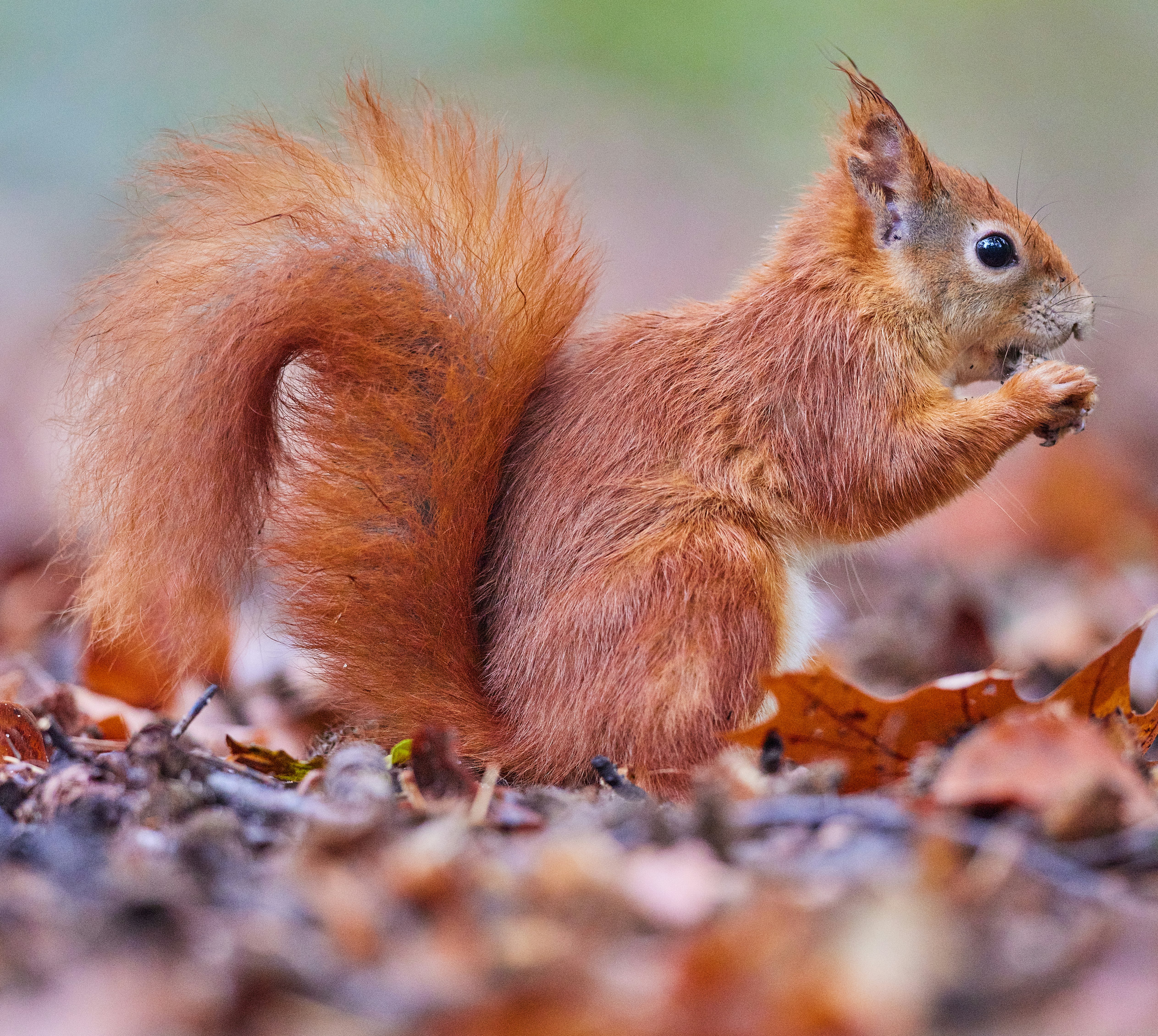 brown squirrel on brown dried leaves during daytime