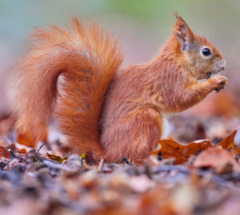 écureuil brun sur des feuilles brunes séchées pendant la journée