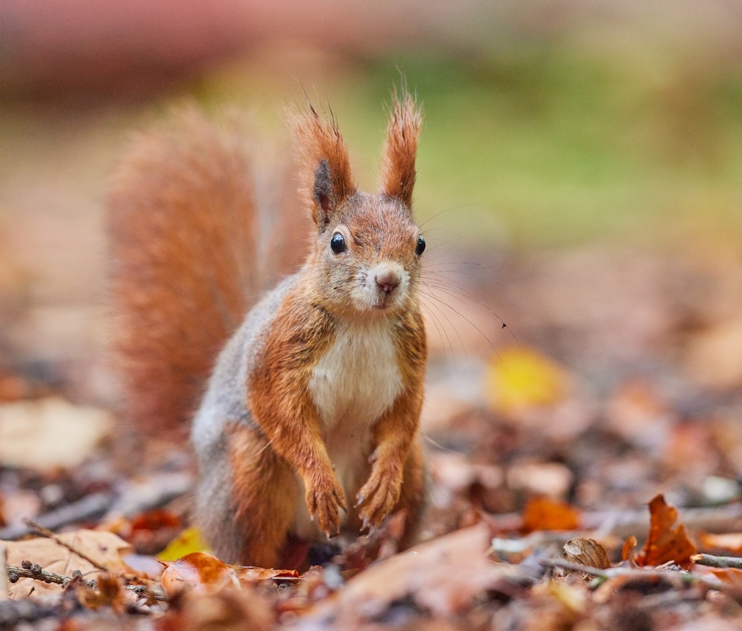 brown squirrel on brown dried leaves during daytime