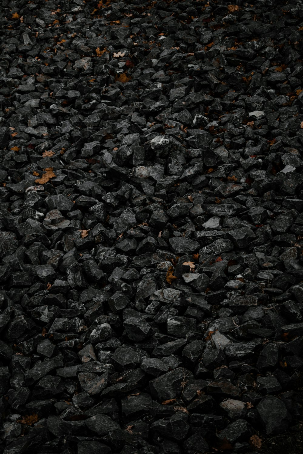 brown and yellow leaves on ground