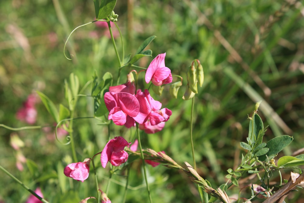 pink flowers in tilt shift lens