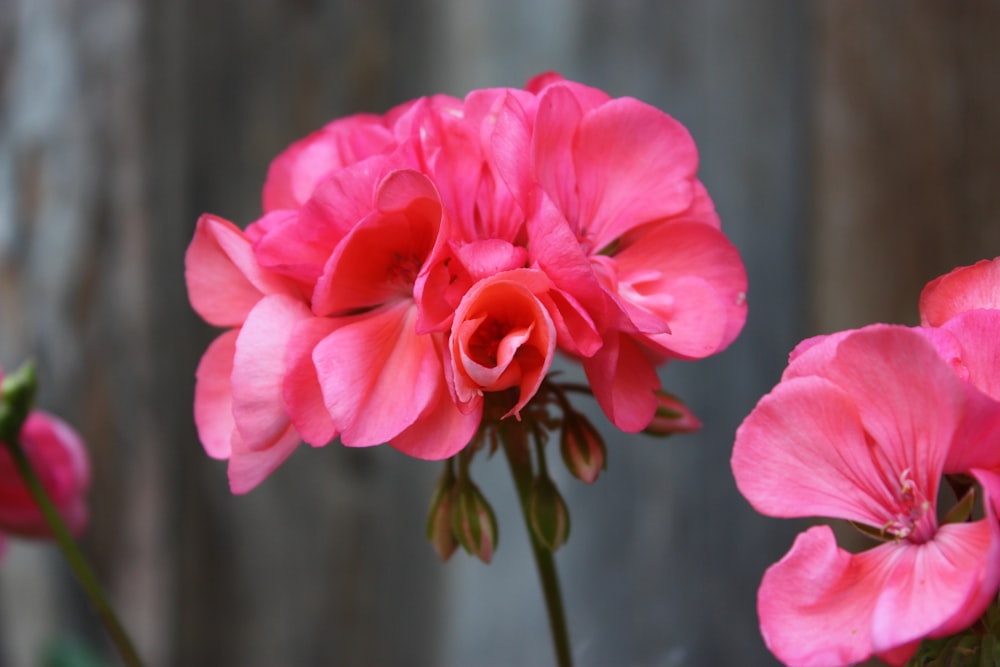 rose rose en fleurs pendant la journée