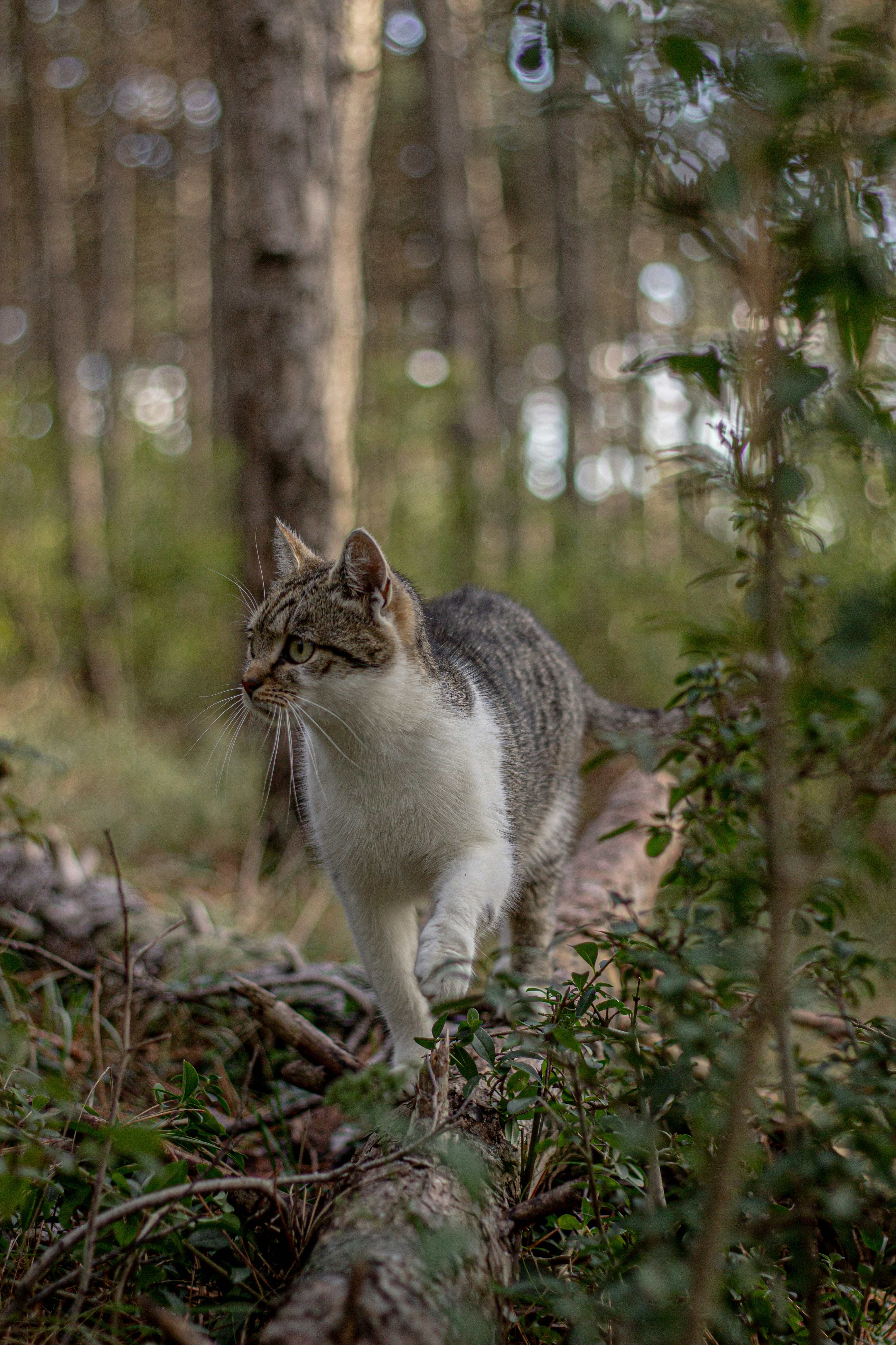 Photo by csanadbechtold
