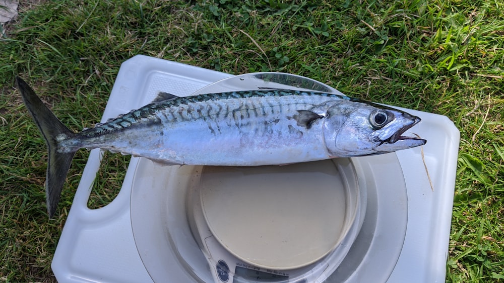 silver fish on white plastic container