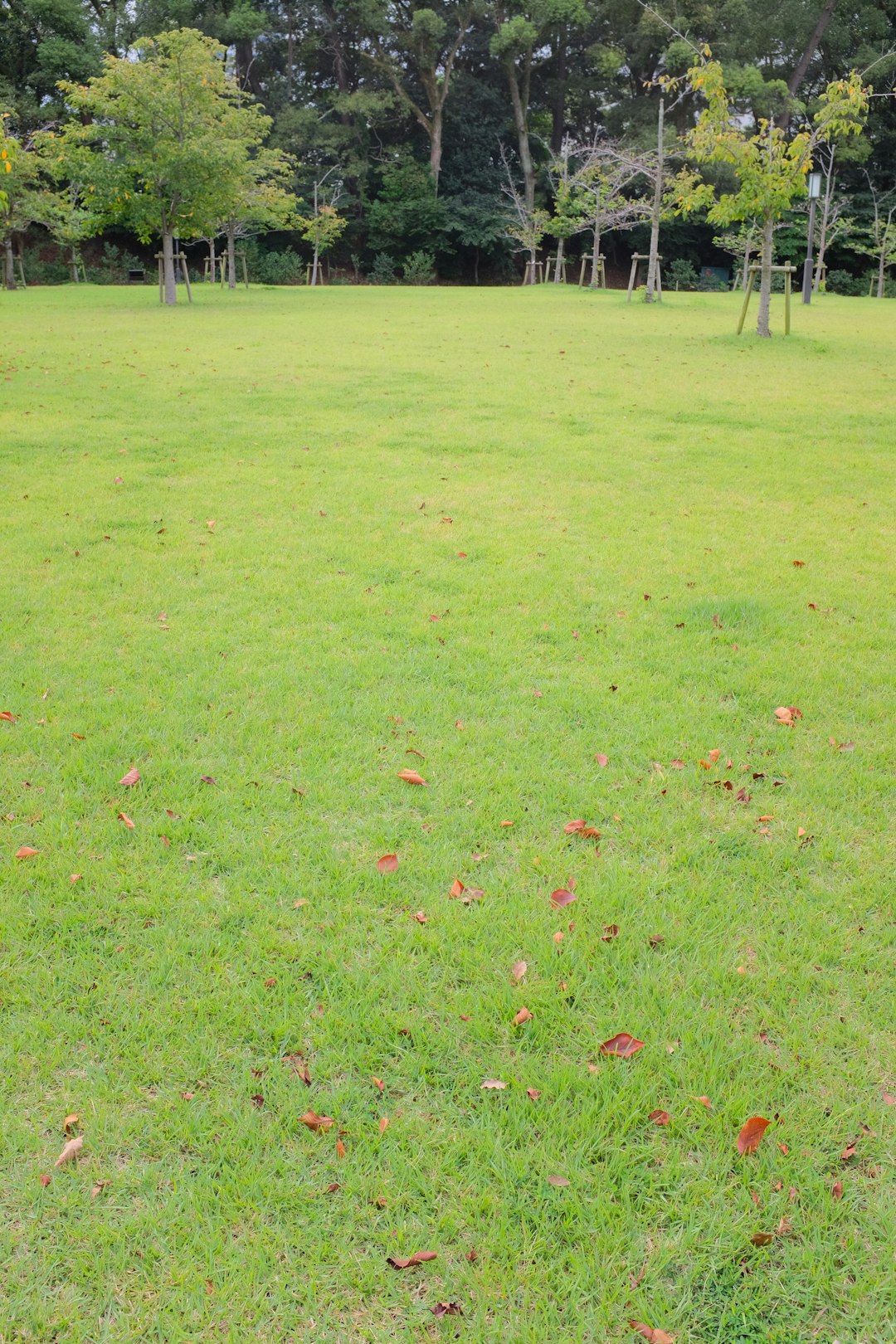 green grass field with trees during daytime
