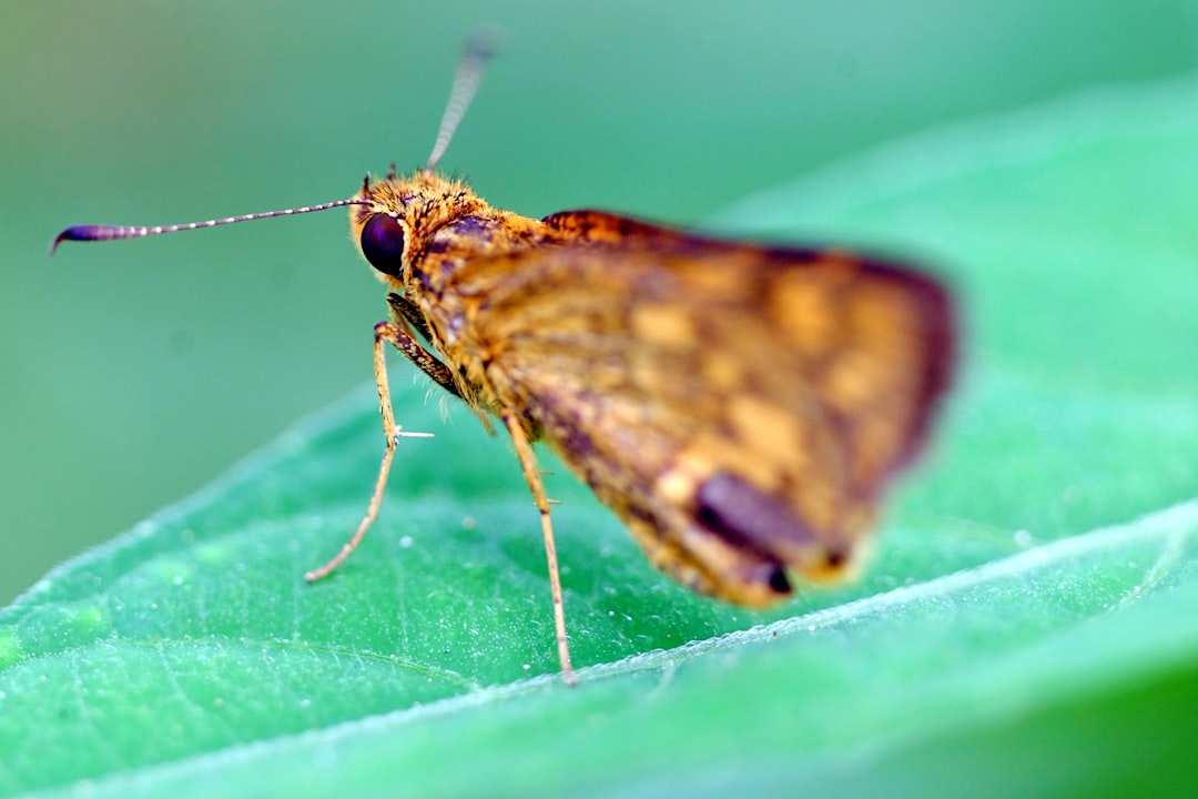 brown moth on green leaf