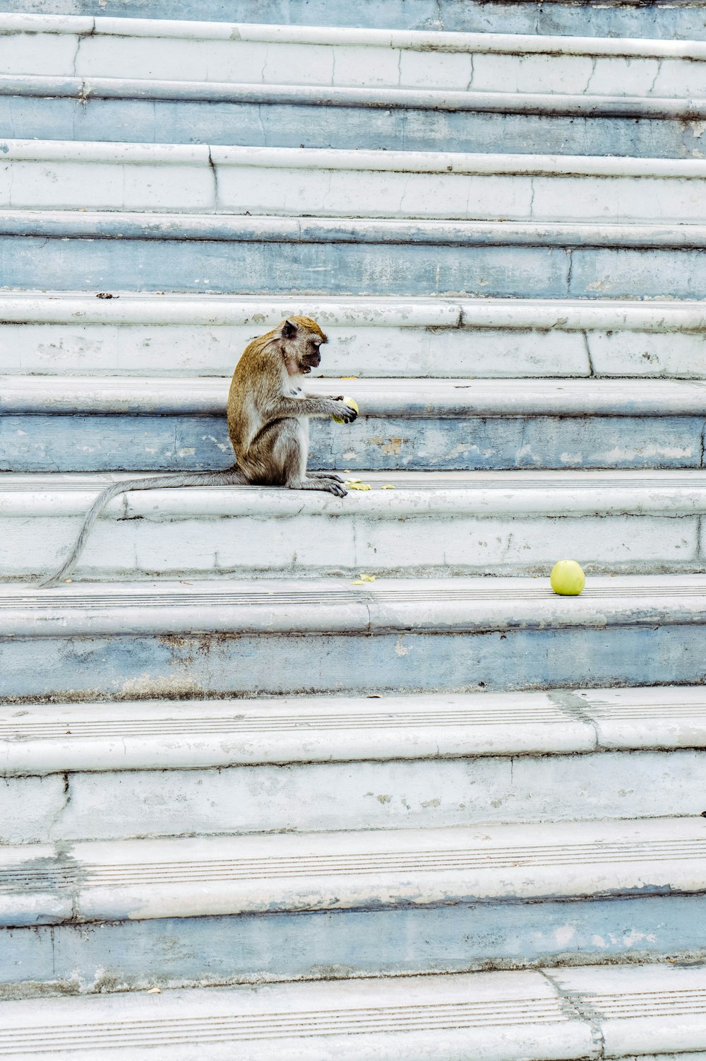 brown monkey sitting on gray concrete stairs