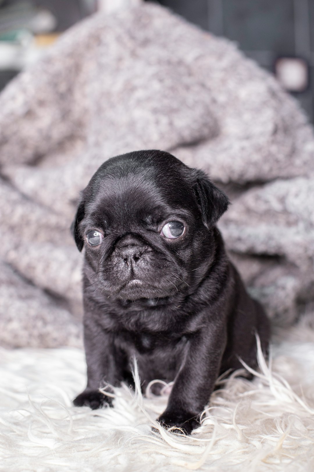 black pug puppy on white and pink textile
