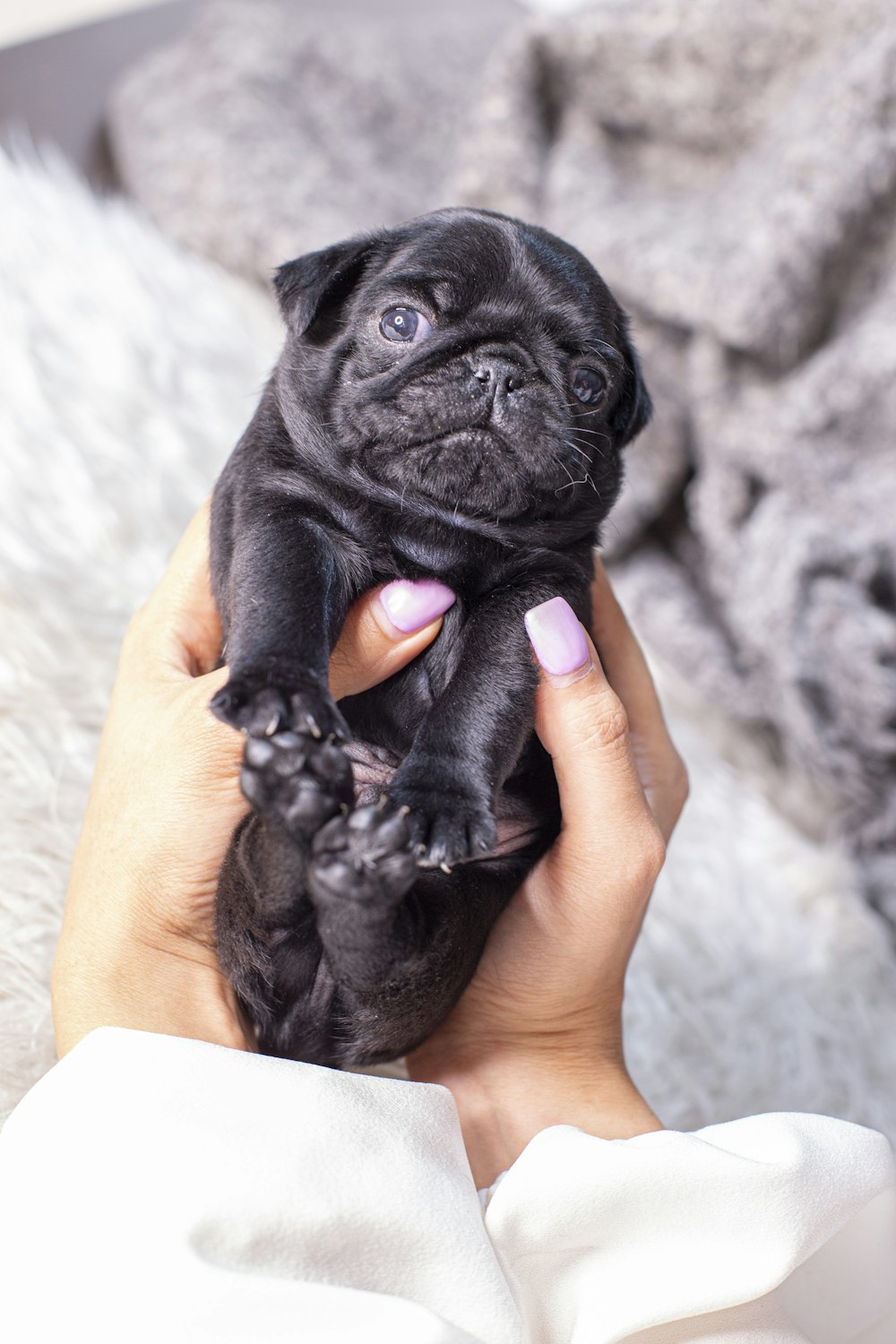 black pug puppy on persons hand