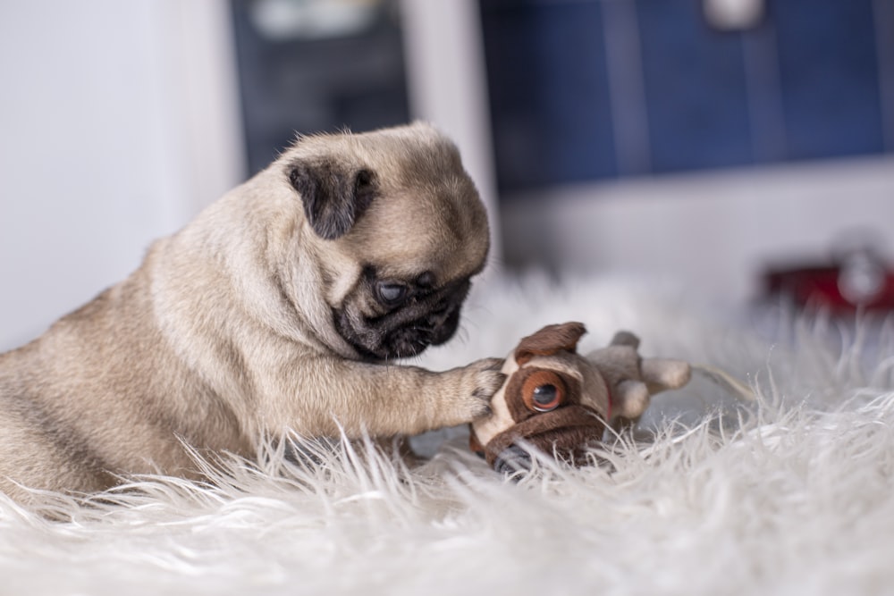 fawn pug puppy on white fur textile