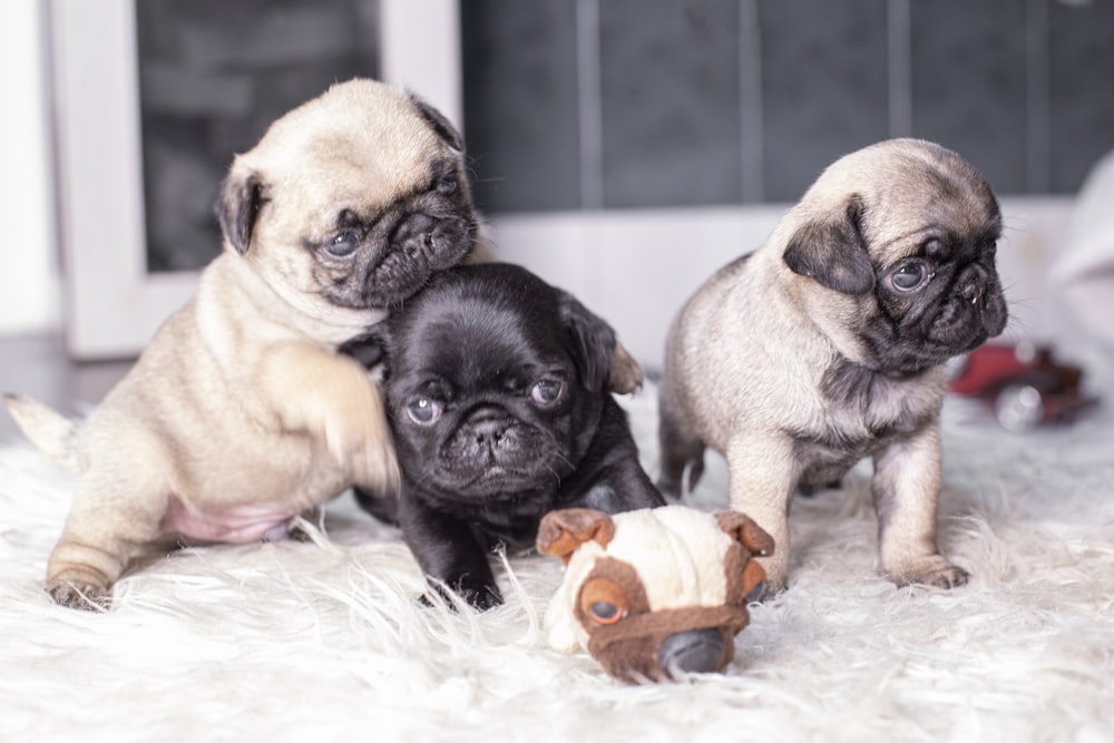 cachorro de pug cervatillo jugando con pelota naranja