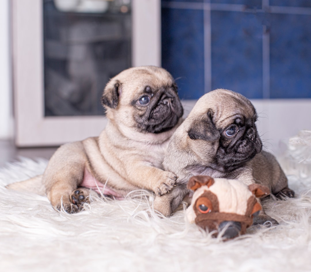 fawn pug puppy lying on white textile