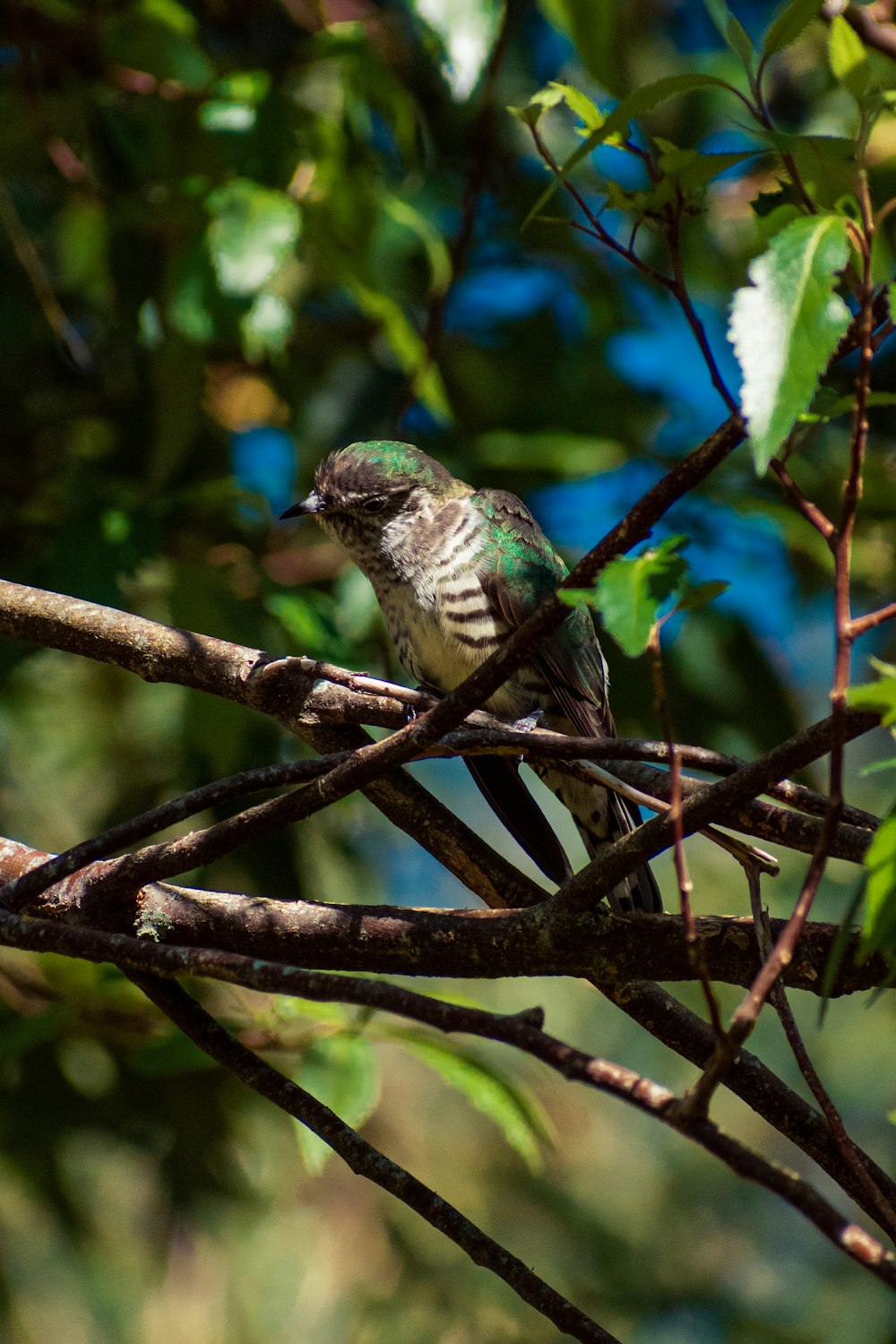 green and white bird on brown tree branch during daytime